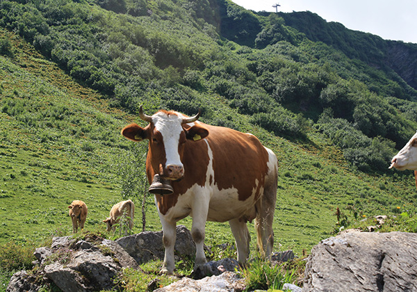 Mad Cows, Rolex Rippers, and the Patek Philippe Cycling Team
