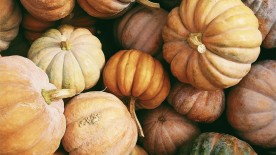 pumpkins © Kerstin Wrba / Unsplash