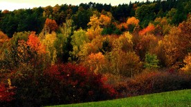 Fall © Pixabay