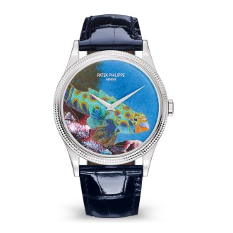 Tropical Fish