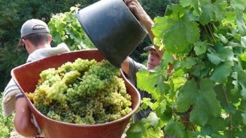 September harvest - New Models