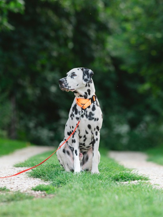 Evening runs with his Dalmatian © Lorren Loki / Unsplash